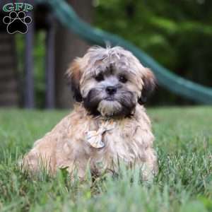 Bryce, Lhasa Apso Puppy